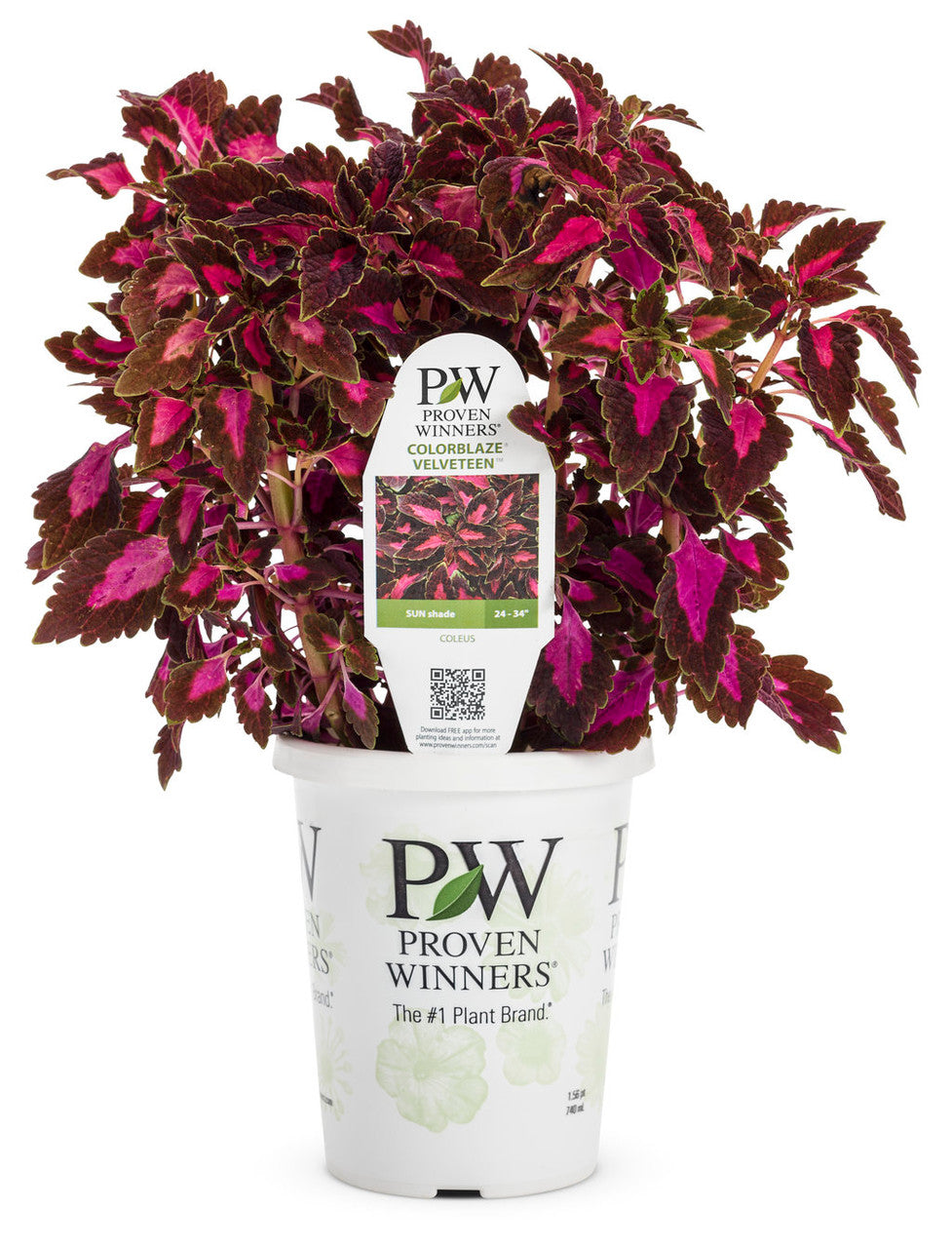 Coleus Solenostemon scutellarioides 'ColorBlaze® Velveteen®' in grower pot