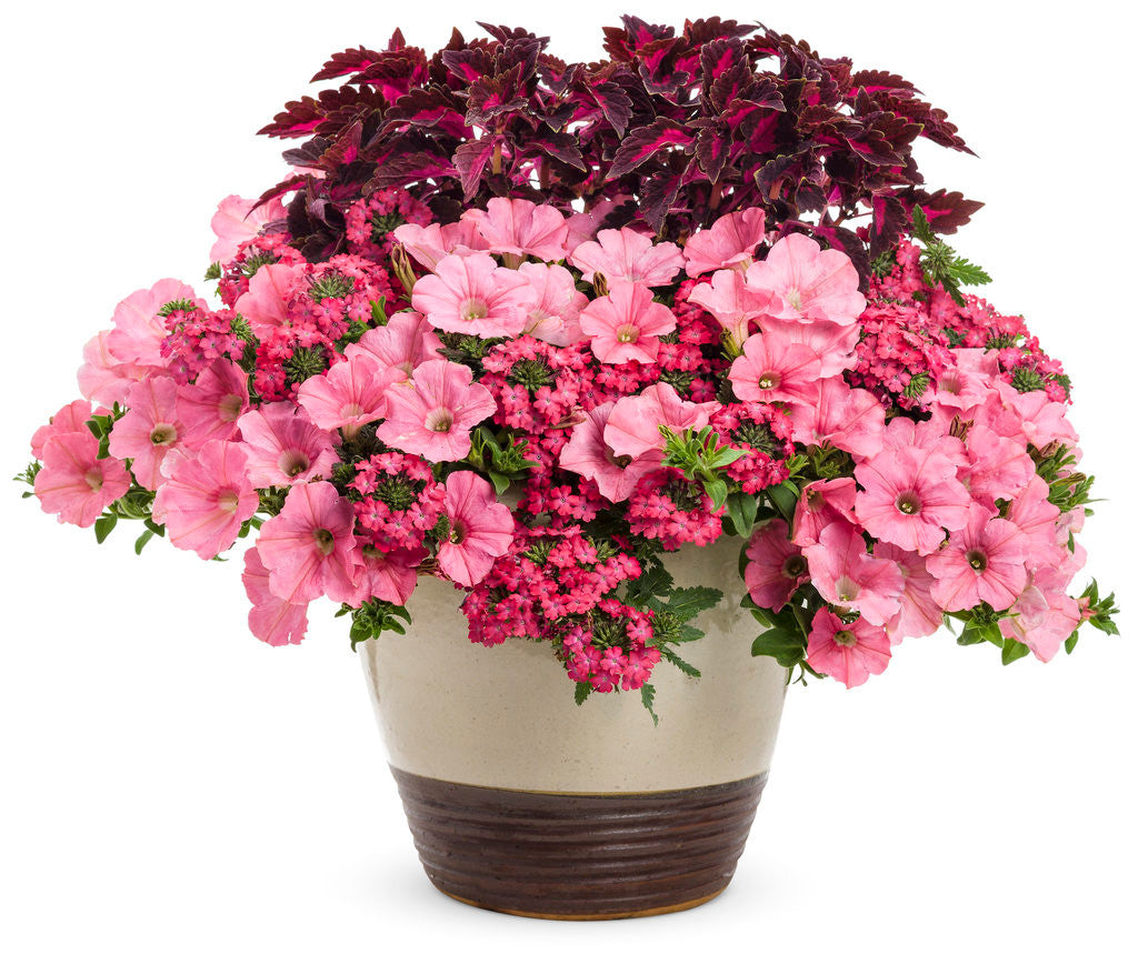 Coleus Solenostemon scutellarioides 'ColorBlaze® Velveteen®' combination