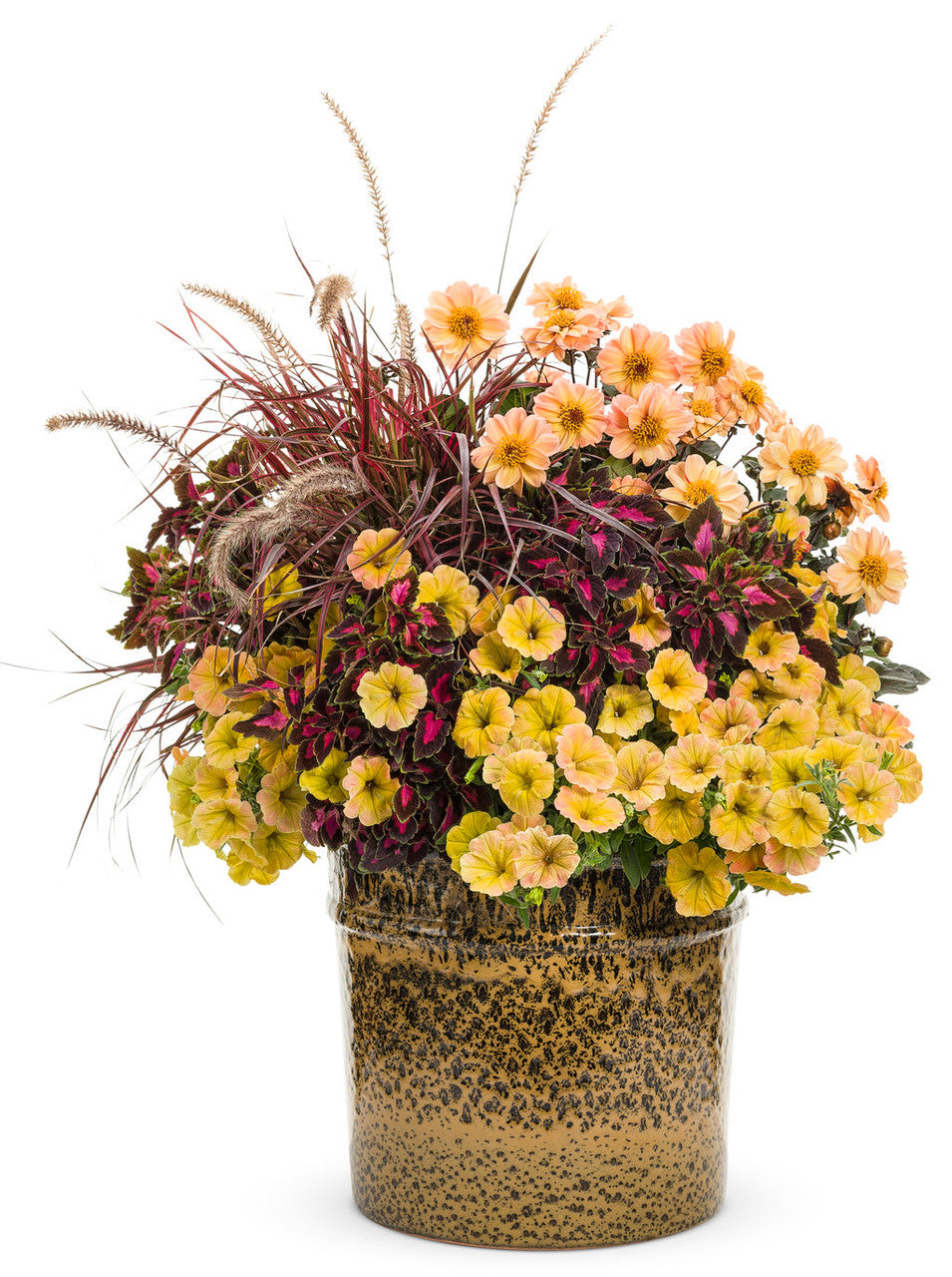 Coleus Solenostemon scutellarioides 'ColorBlaze® Velveteen®' combination