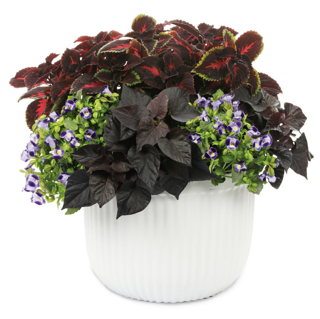 Coleus Solenostemon scutellarioides 'ColorBlaze® Velveteen®' combination