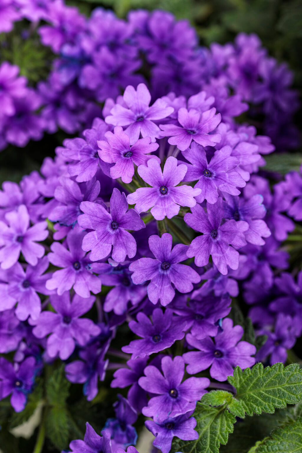 Verbena hybrid 'Superbena® Cobalt™'