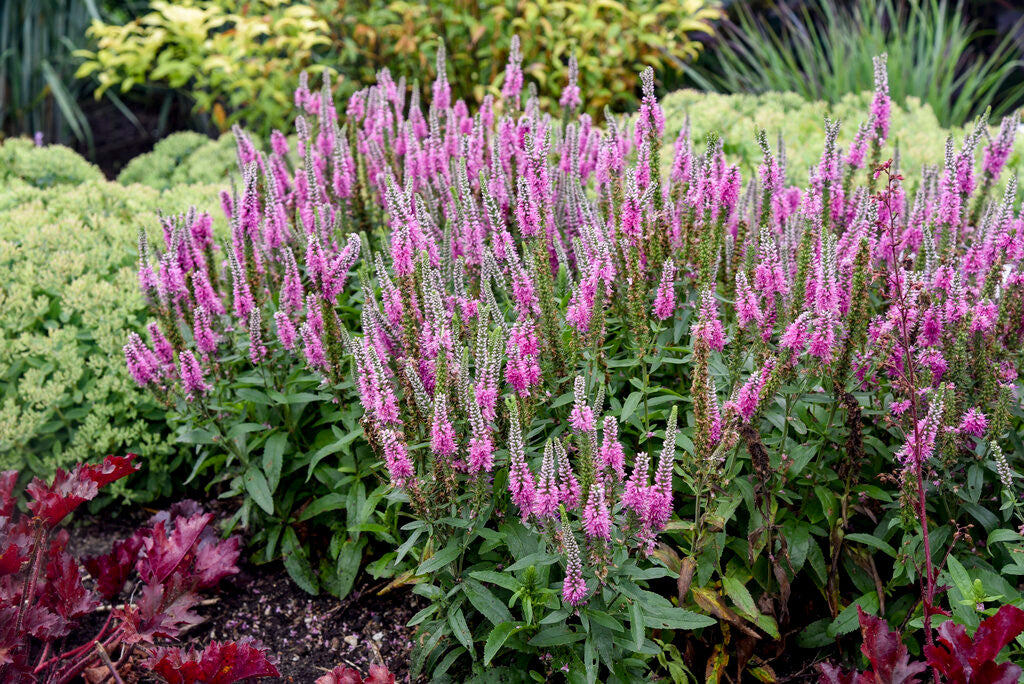 Veronica spicata Magic Show® 'Pink Potion'
