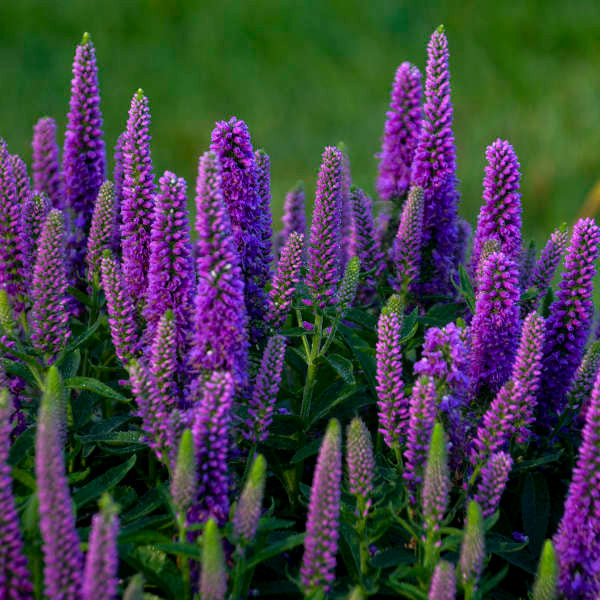 Veronica spicata Magic Show® 'Purple Illusion'
