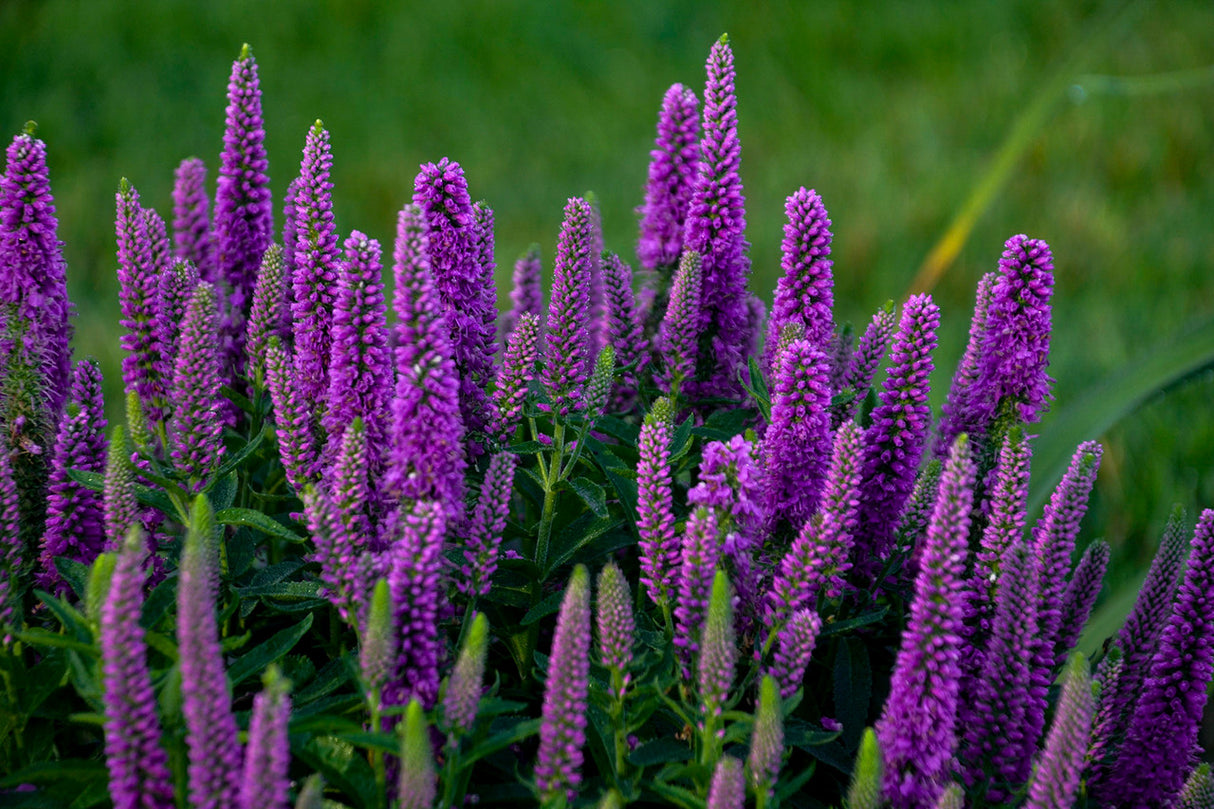 Veronica spicata Magic Show® 'Purple Illusion'