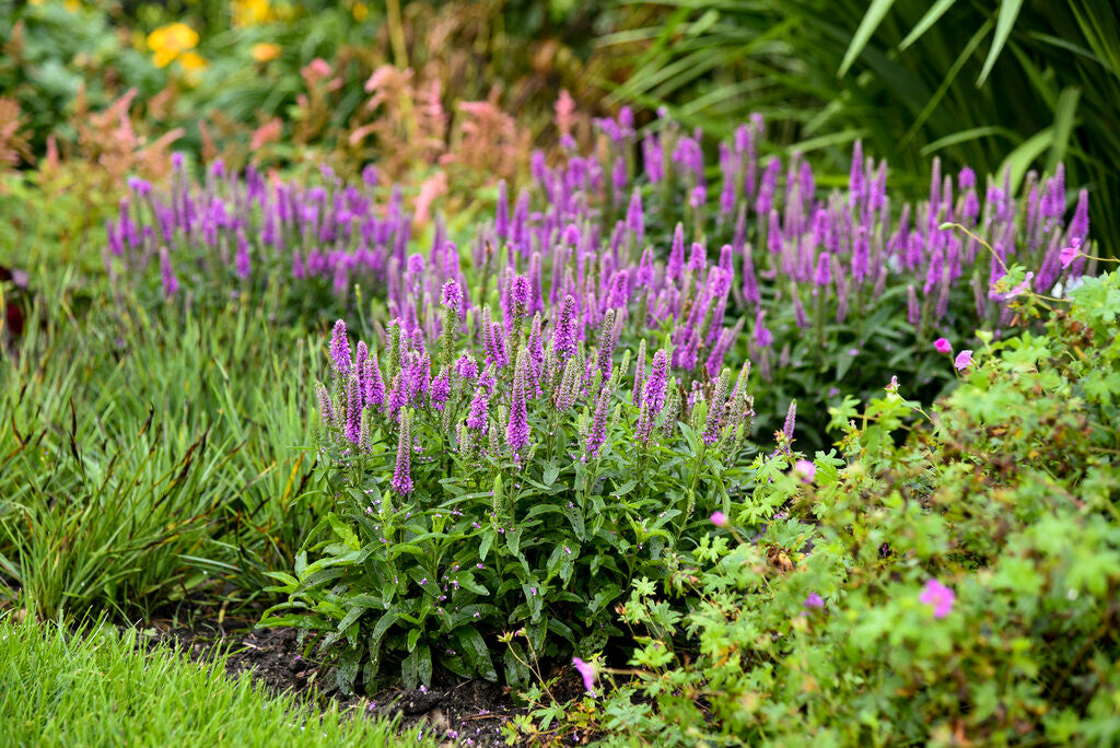 Veronica spicata Magic Show® 'Purple Illusion'