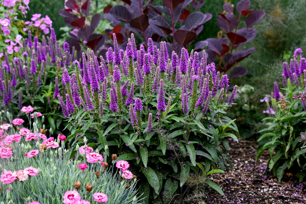 Veronica spicata Magic Show® 'Purple Illusion'