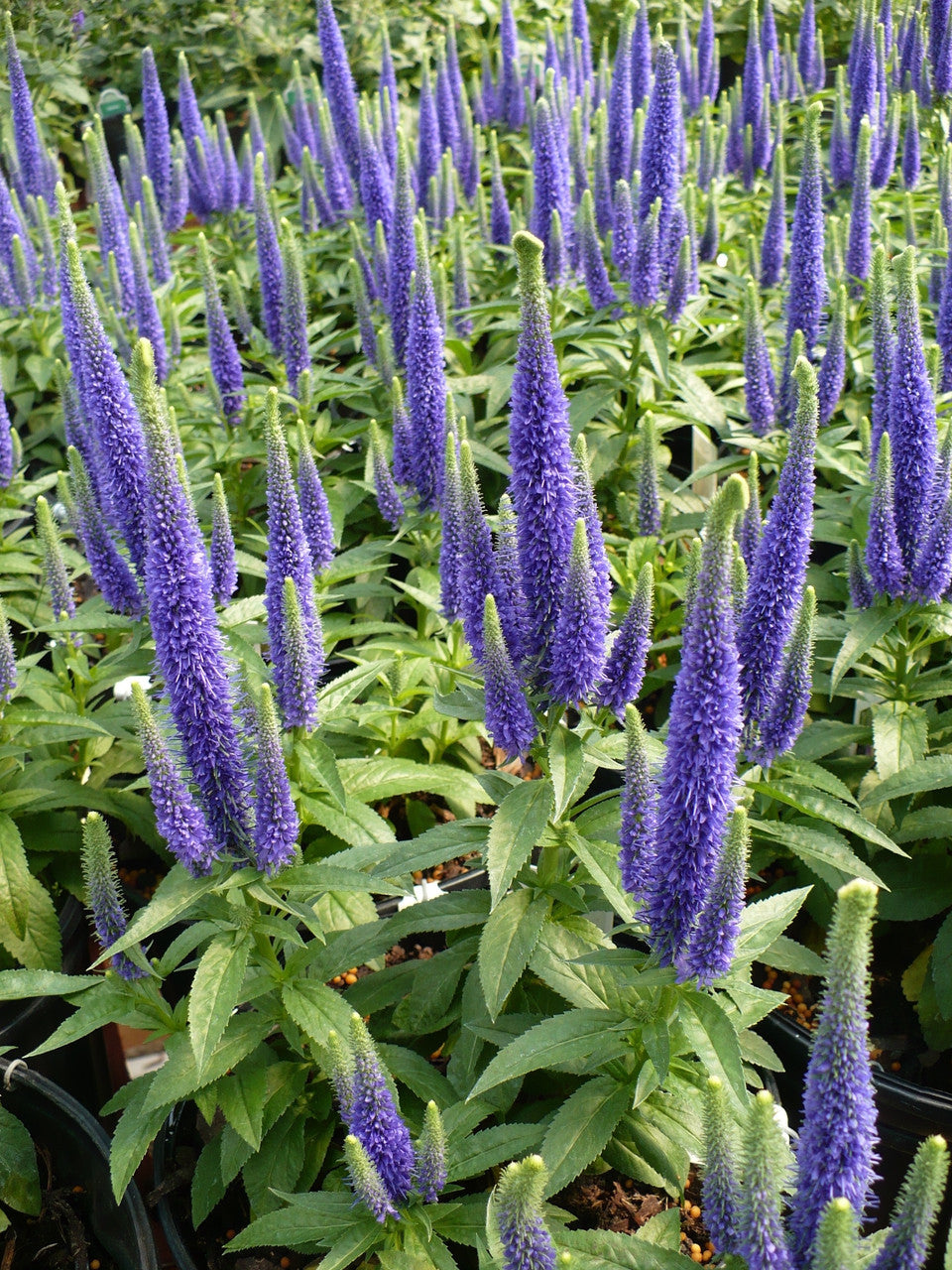 Veronica spicata 'Royal Candles'