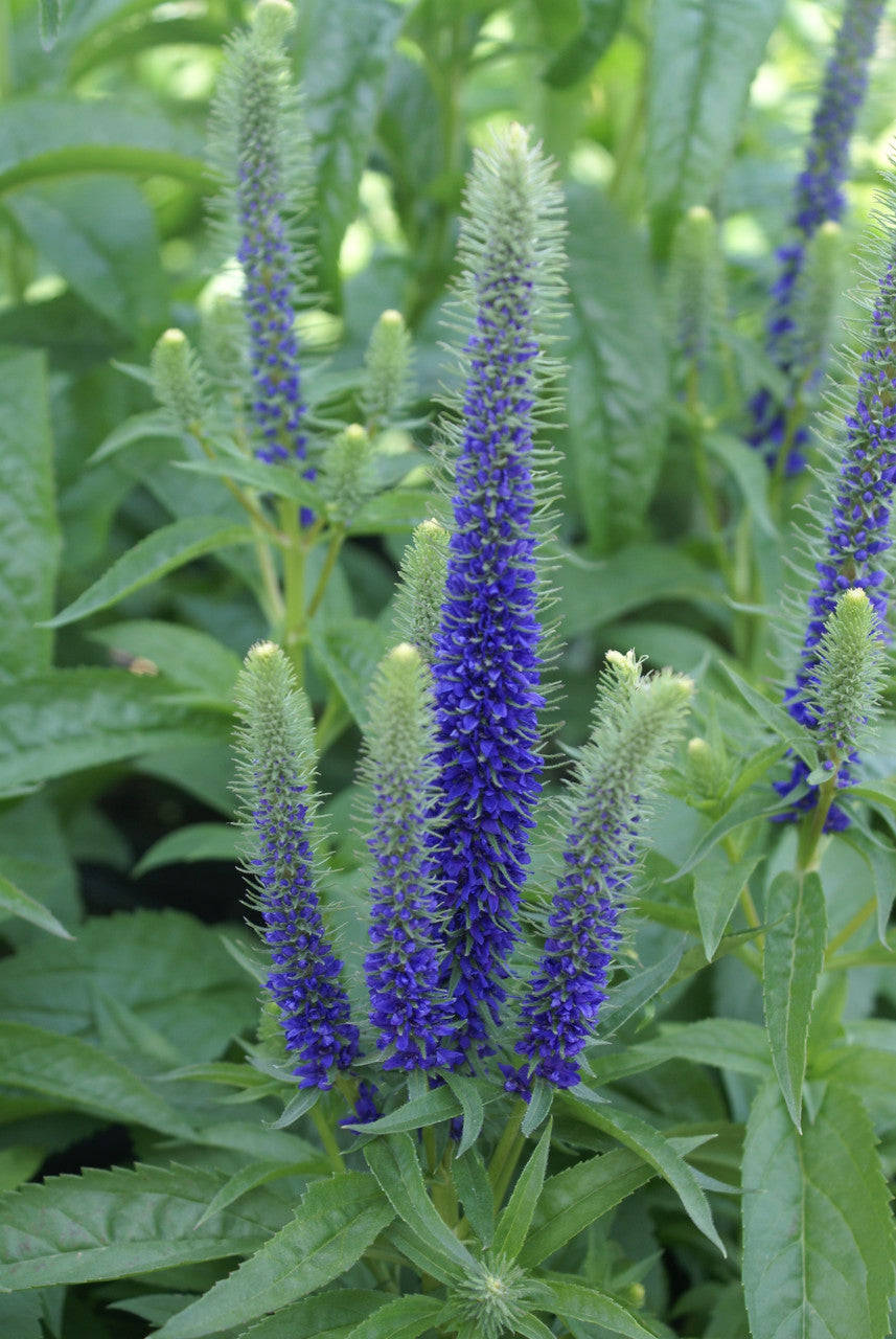 Veronica spicata 'Royal Candles'