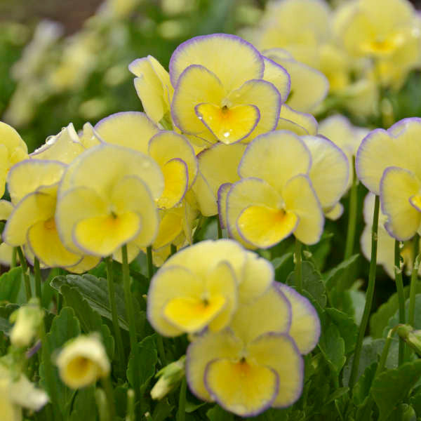Viola 'Etain'