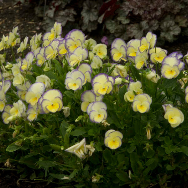 Viola 'Etain'