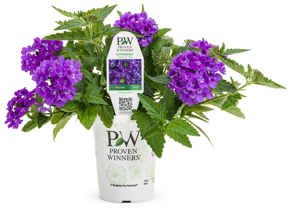 Verbena hybrid 'Superbena® Violet Ice' in grower pot