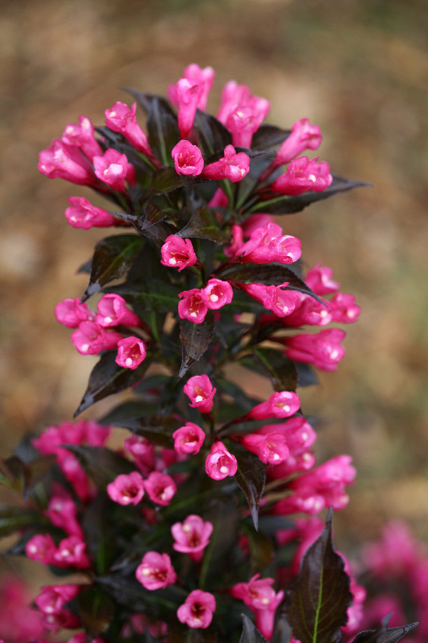 Weigela Florida 'Spilled Wine®'