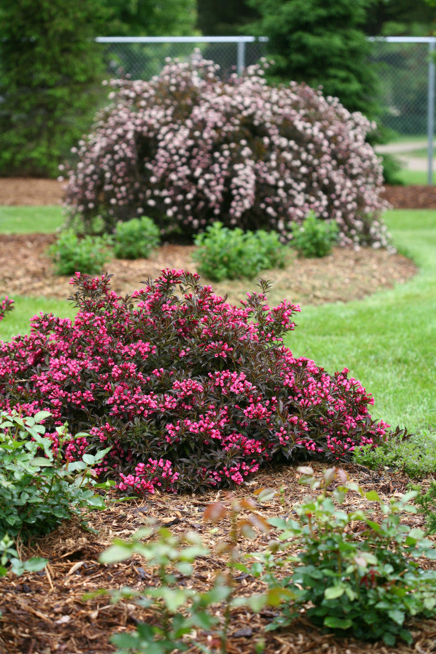 Weigela florida 'Spilled Wine®'