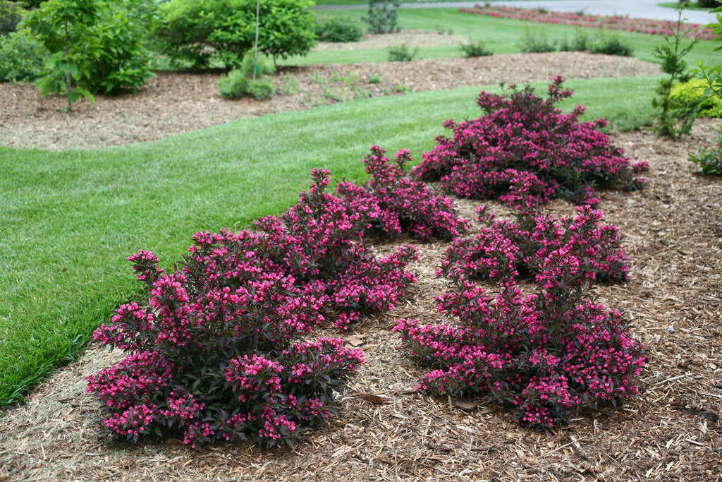 Weigela florida 'Spilled Wine®'