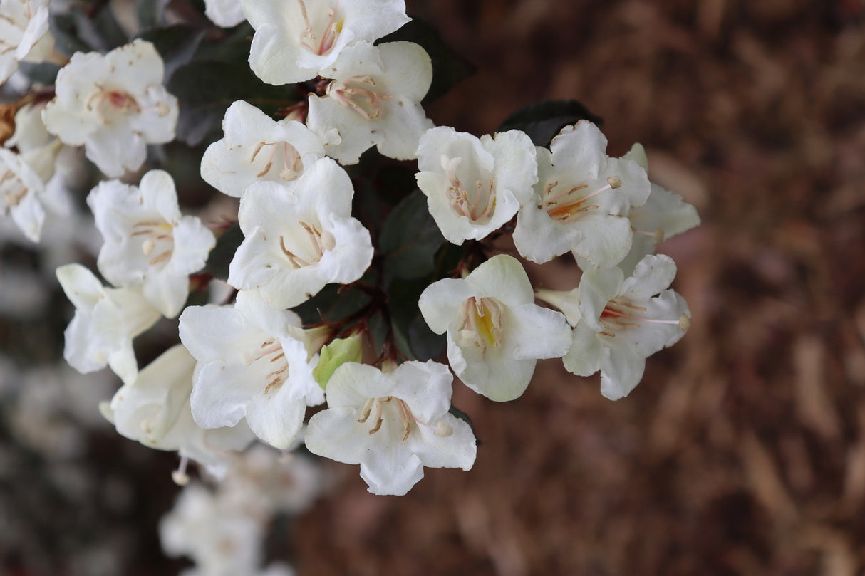 Weigela florida 'Wine & Spirits®'