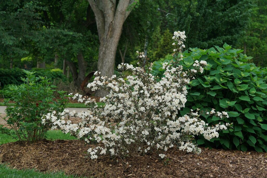 Weigela florida 'Wine & Spirits®'