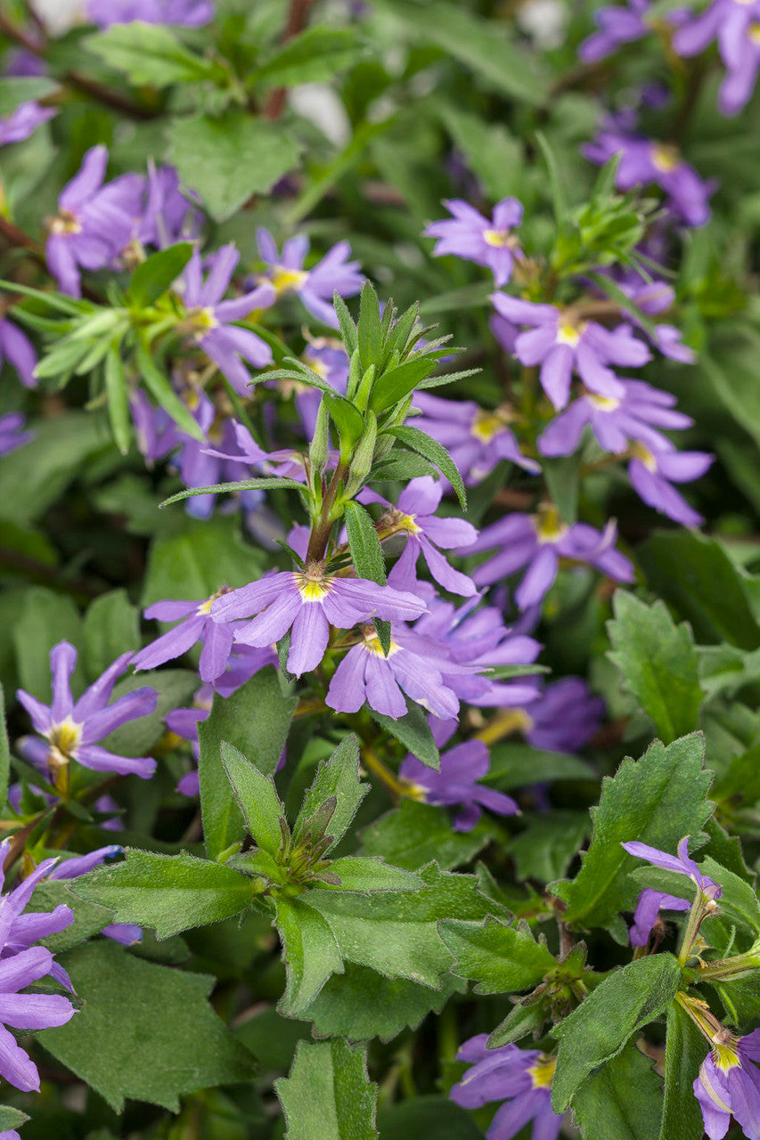 Scaevola hybrid 'Whirlwind® Blue'