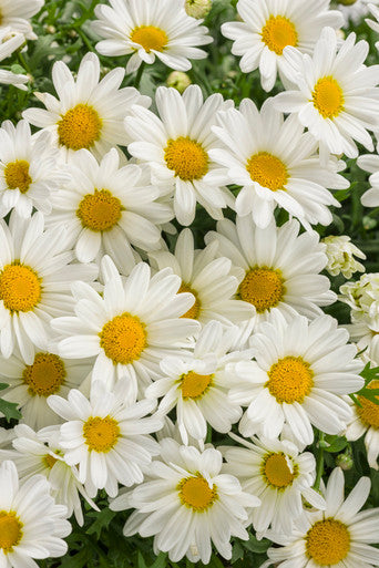 Argyranthemum frutescens 'Pure White Butterfly®'