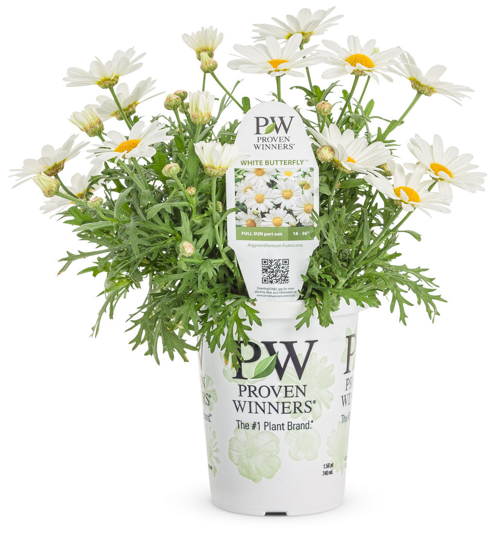 Argyranthemum frutescens 'Pure White Butterfly®' in grower pot