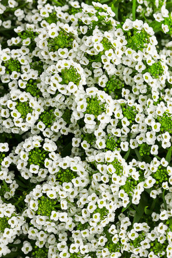 Lobularia Hybrid 'White Knight®'