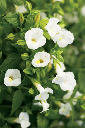 Torenia 'Catalina® White Linen'