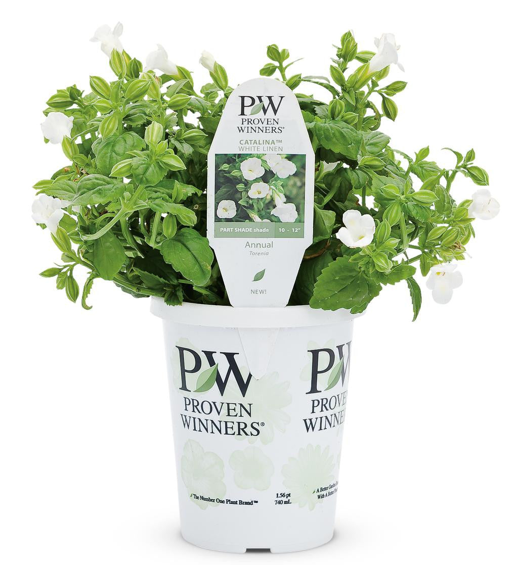 Torenia 'Catalina® White Linen' in grower pot