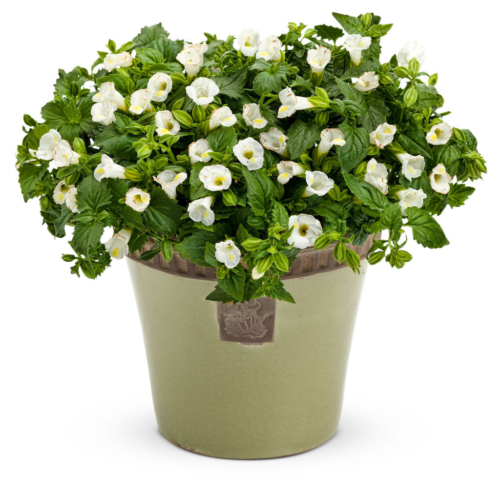Torenia 'Catalina® White Linen' in decorative pot