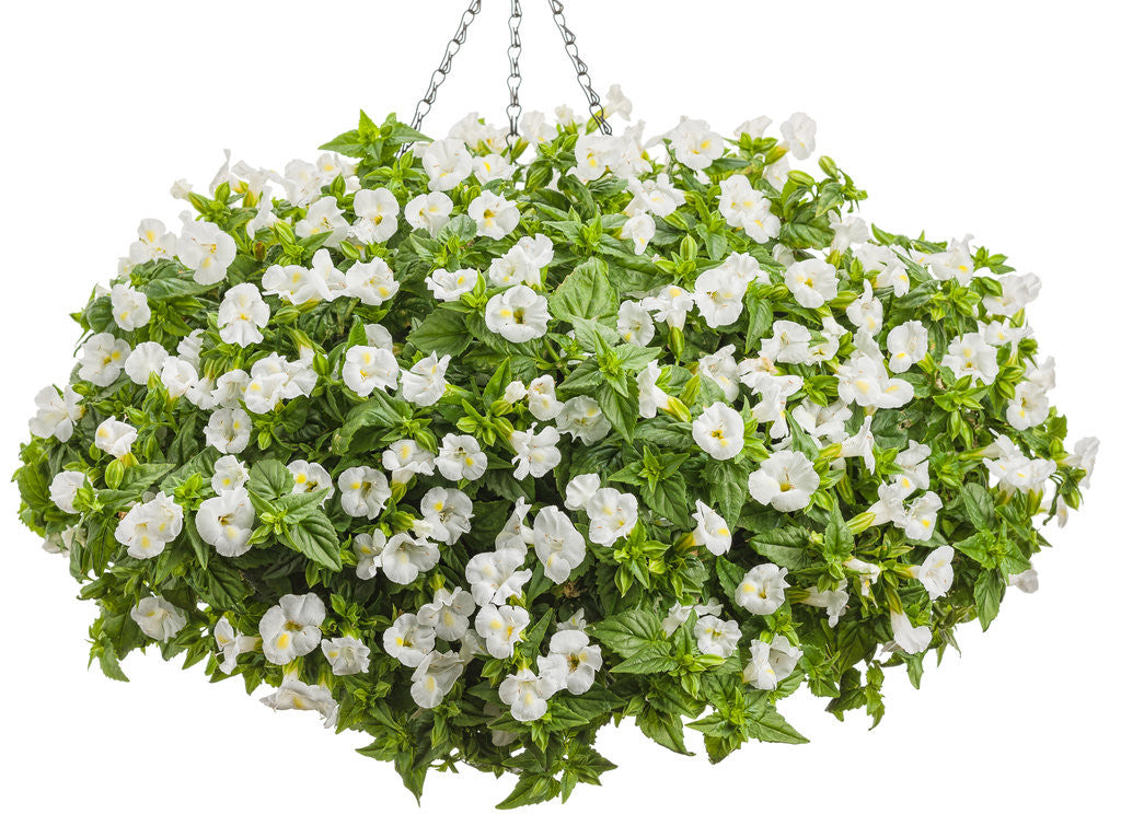Torenia 'Catalina® White Linen' in hanging basket