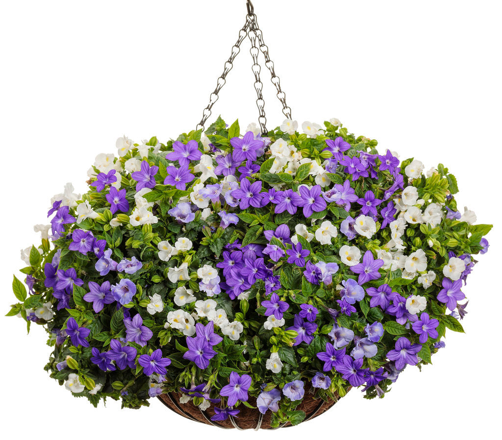 Torenia 'Catalina® White Linen' combination