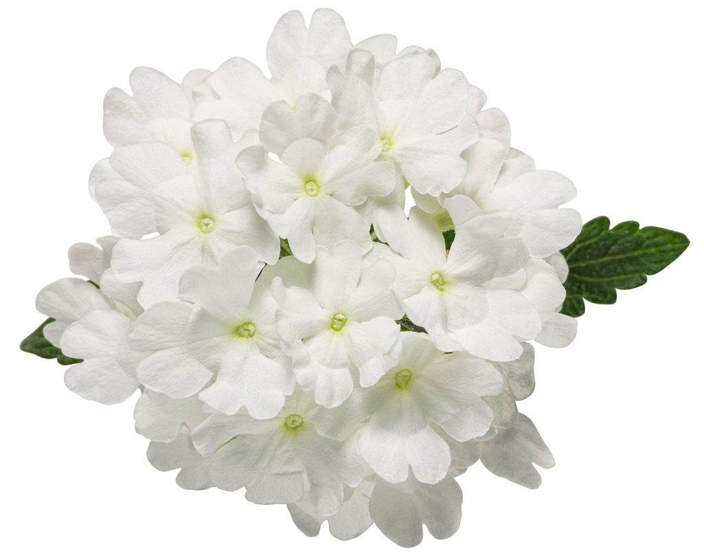 Verbena hybrid 'Superbena® Whiteout' flower