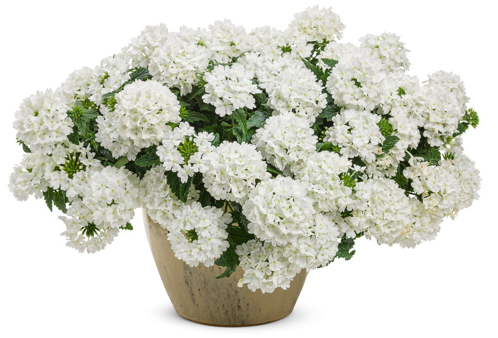 Verbena hybrid 'Superbena® Whiteout' in decorative pot