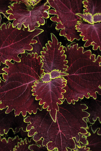 Coleus scutellariodes 'Colorblaze® Wicked Witch™'