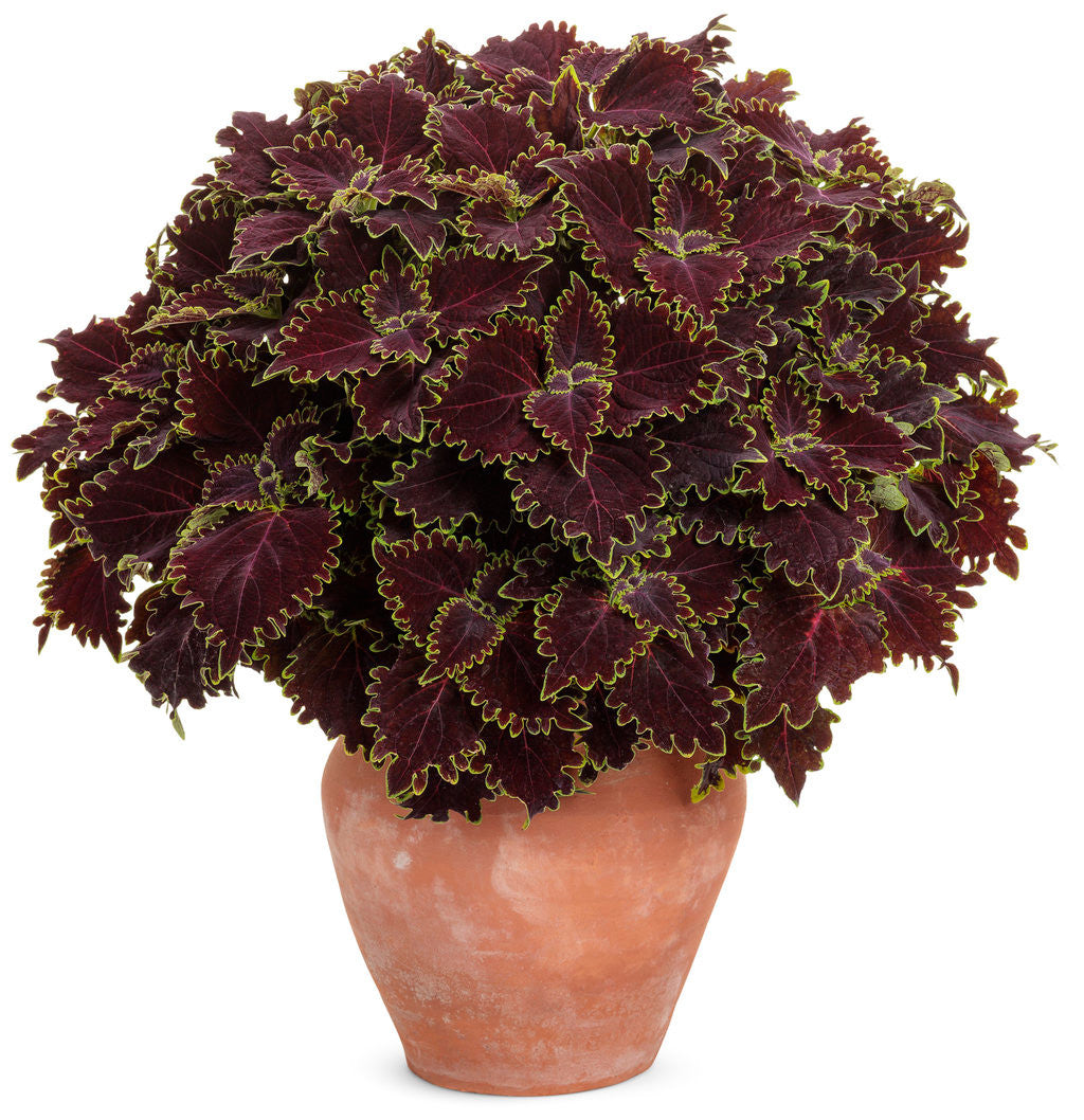 Coleus scutellariodes 'Colorblaze® Wicked Witch™' in decorative pot