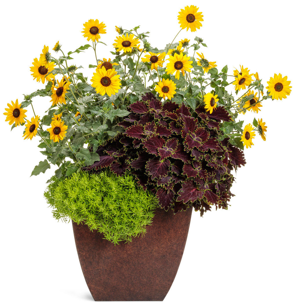 Coleus scutellariodes 'Colorblaze® Wicked Witch™' combination