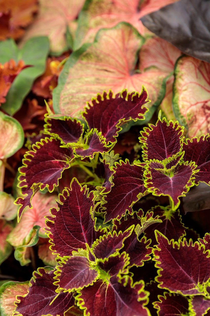 Coleus scutellariodes 'Colorblaze® Wicked Witch™'