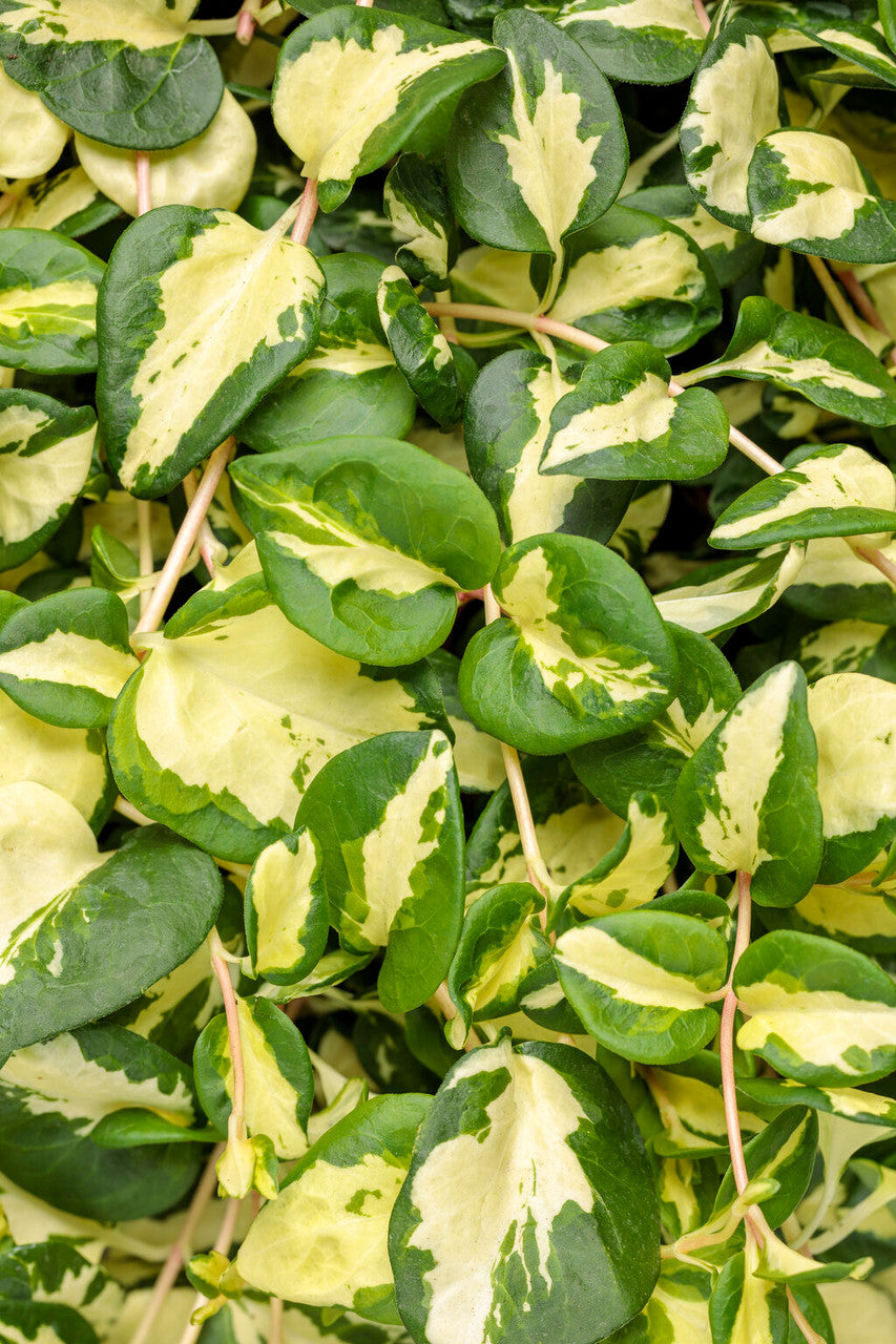 Vinca maculata 'Wojo's Jem'