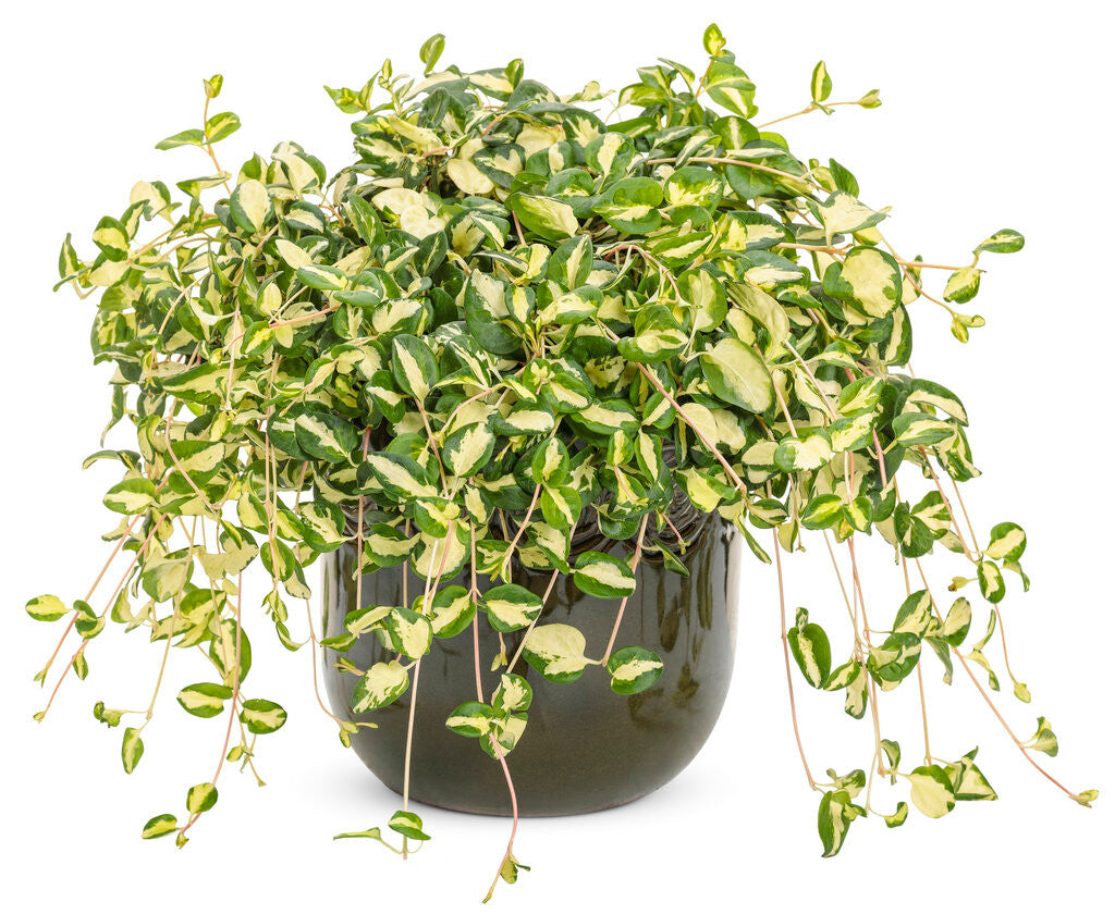 Vinca maculata 'Wojo's Jem' in pot