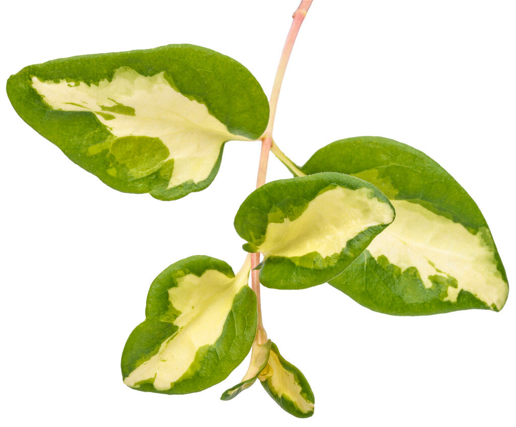 Vinca maculata 'Wojo's Jem' close up