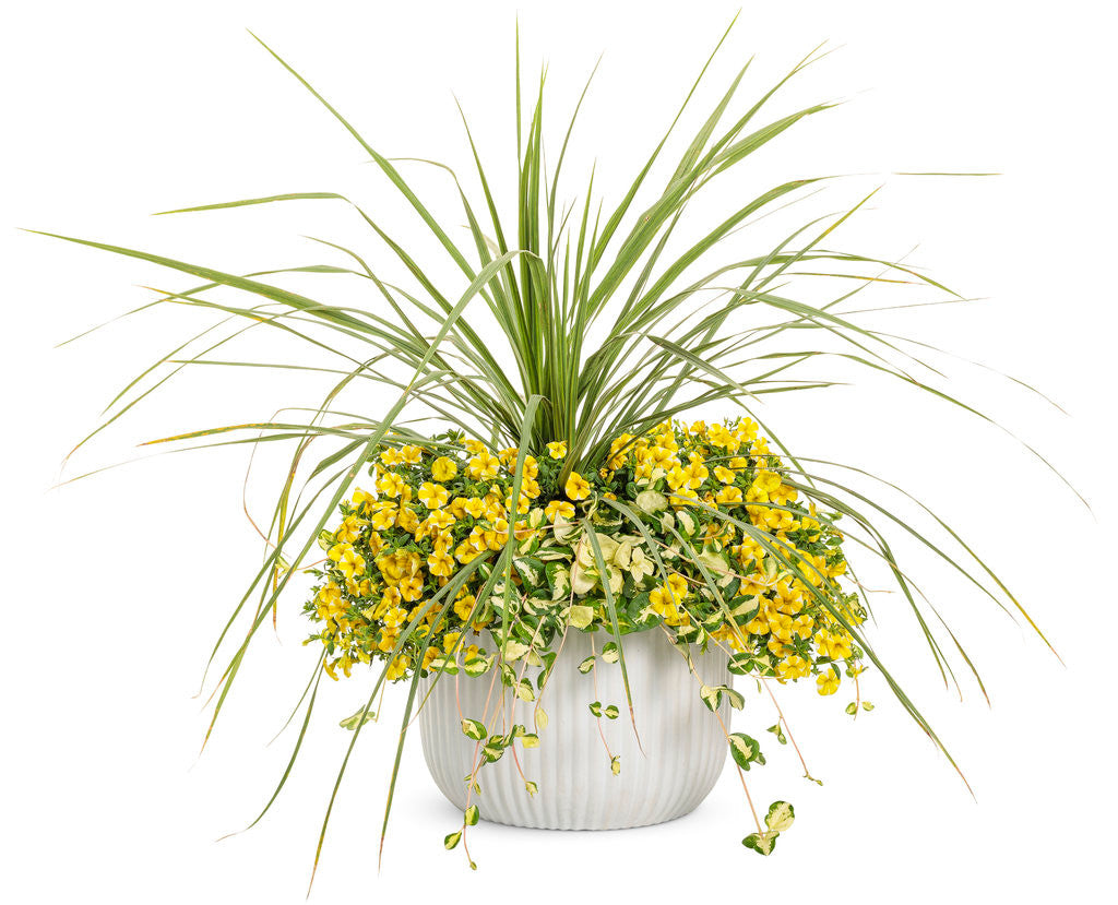 Vinca maculata 'Wojo's Jem' combination