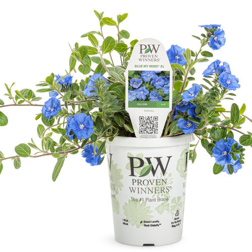 Evolvulus hybrid 'Blue My Mind® XL' in grower pot