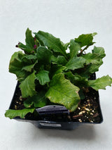 Primula vulgaris 'Oakleaf Blue'