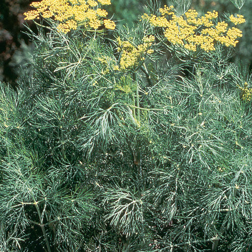 Dill - Fernleaf