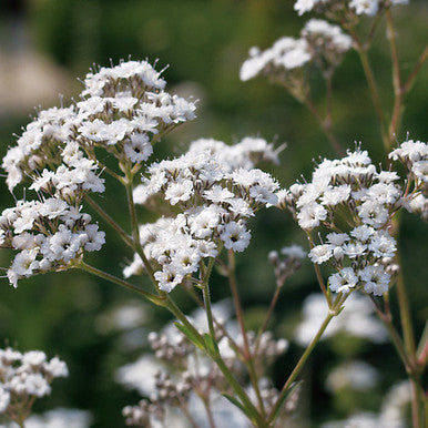 Gypsophila paniculata 'Festival Star®'