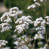 Gypsophila paniculata 'Festival Star®'