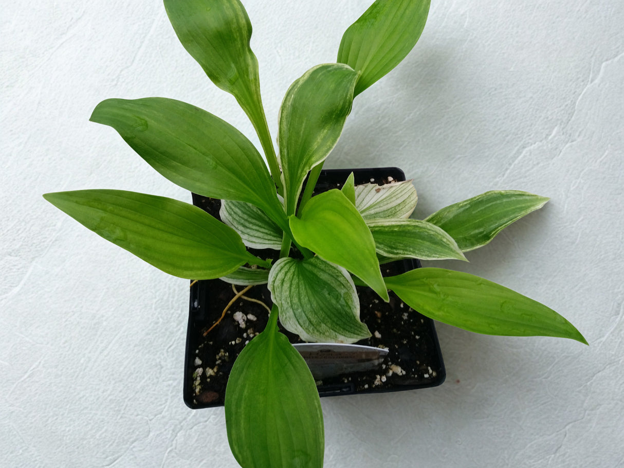 Hosta 'White Feather'