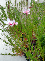 Gaura lindheimeri 'Siskiyou Pink'
