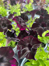 Petunia Crazytunia® Black Mamba