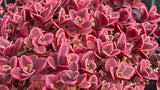 Sedum Sunsparkler™ 'Neon Nova'