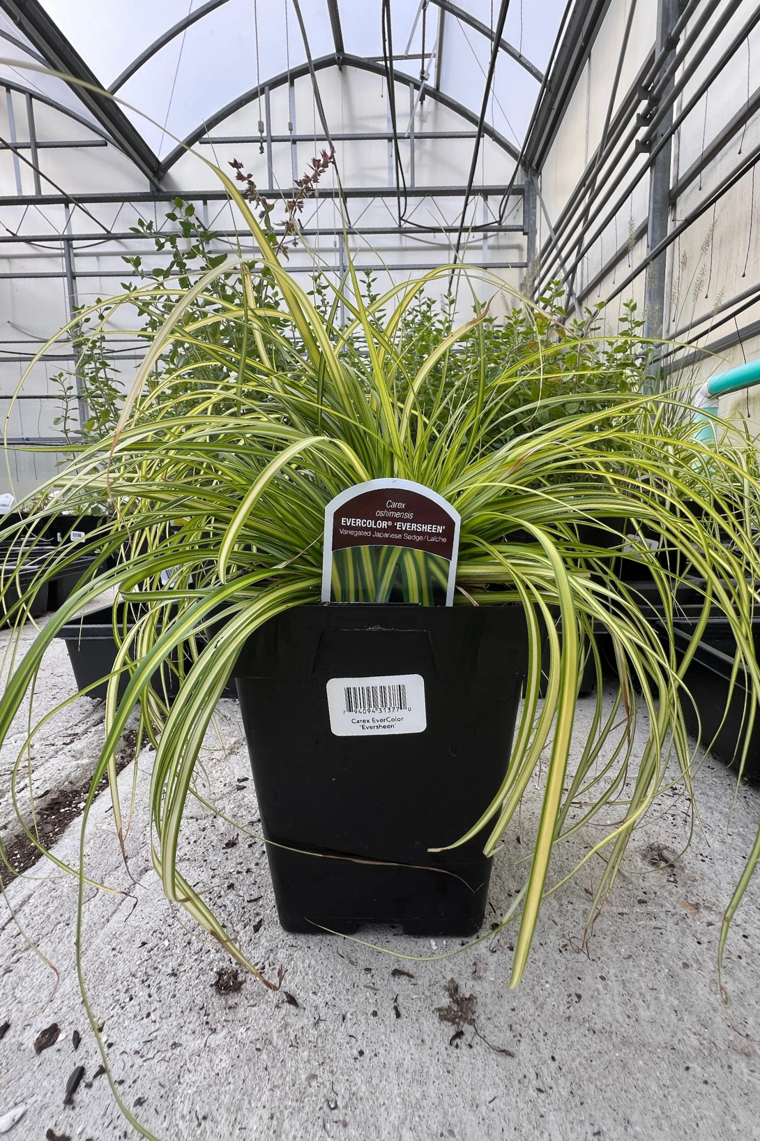 Carex EverColor® 'Eversheen'