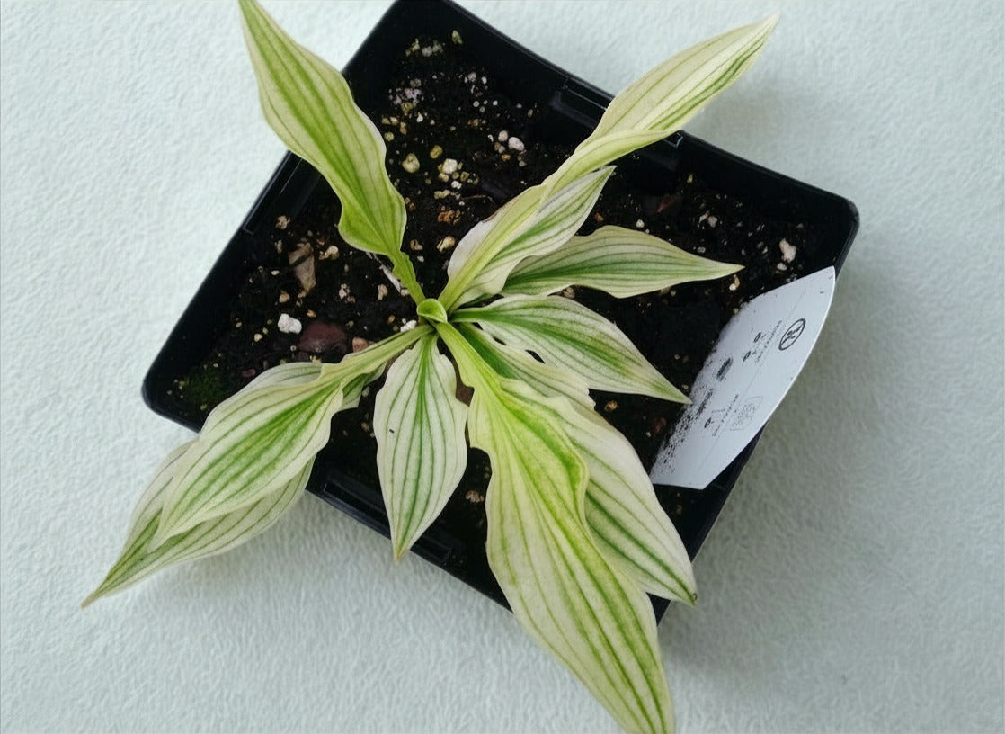 Hosta 'White Feather'